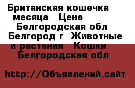 Британская кошечка 1,5 месяца › Цена ­ 1 000 - Белгородская обл., Белгород г. Животные и растения » Кошки   . Белгородская обл.